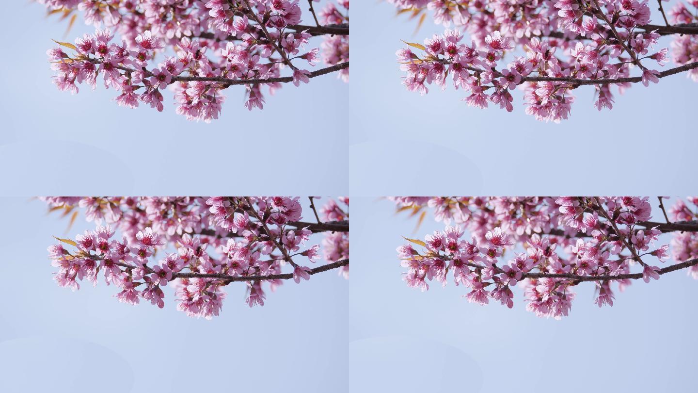 4K微风吹拂枝桠粉色樱花花朵盛开