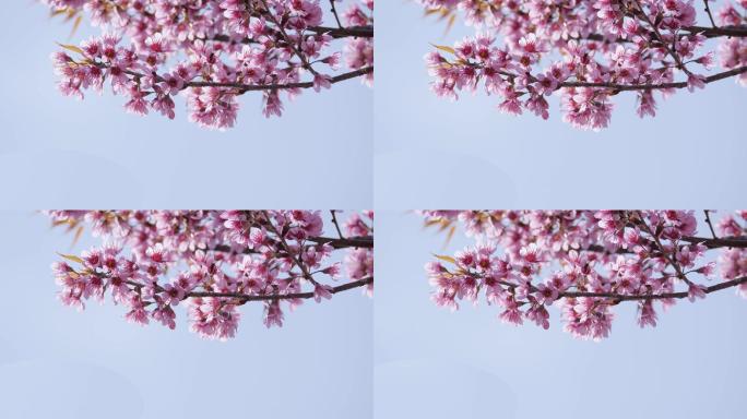 4K微风吹拂枝桠粉色樱花花朵盛开