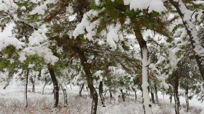 雪中情