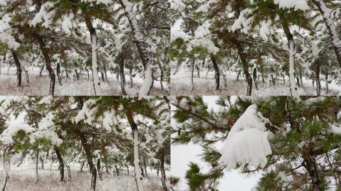 雪中情