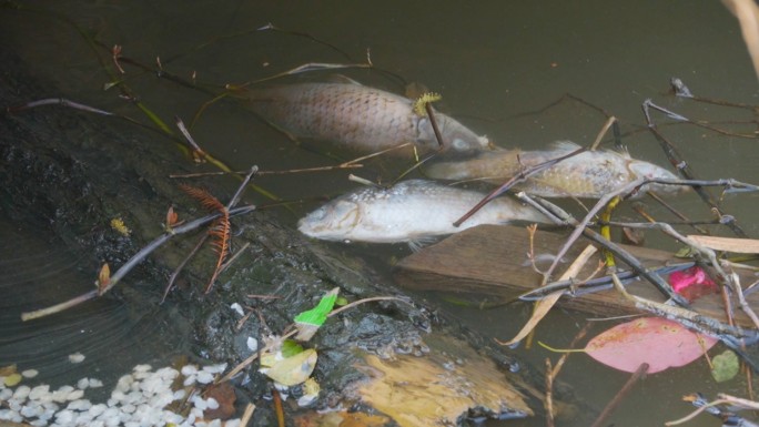 河水污染、湖面死鱼臭鱼