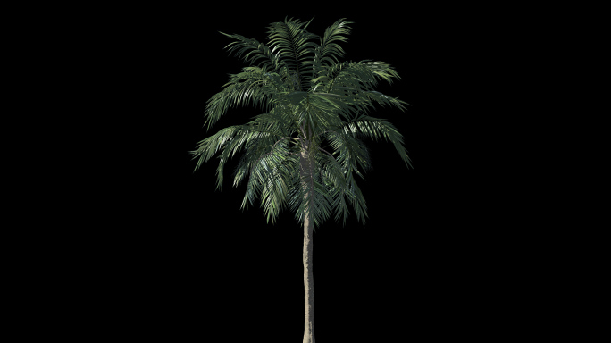 椰子树-透明通道(4k)