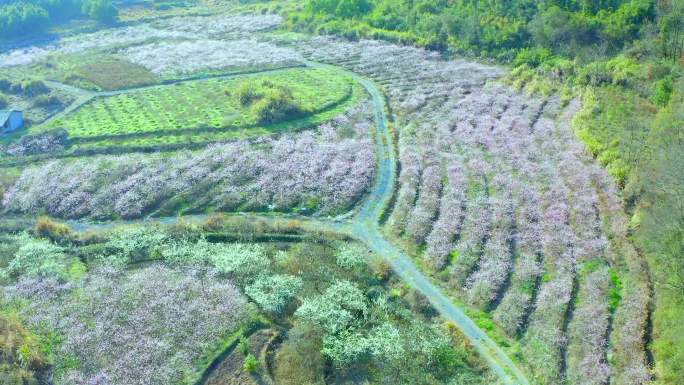 实拍广西桂林灌阳县水车镇桃园桃花李花视频