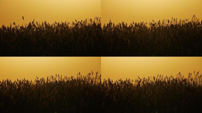 荒原暮色黄昏落日下的芦苇冬天的黄河滩