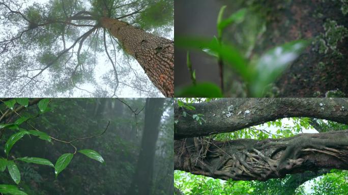 实拍山区森林大古树雾气负氧离子