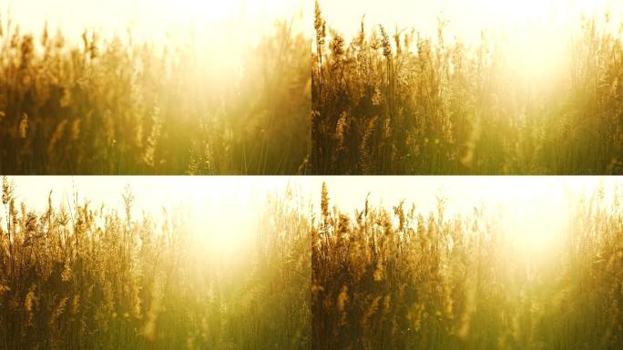 荒原暮色黄昏落日下的芦苇冬天的黄河滩