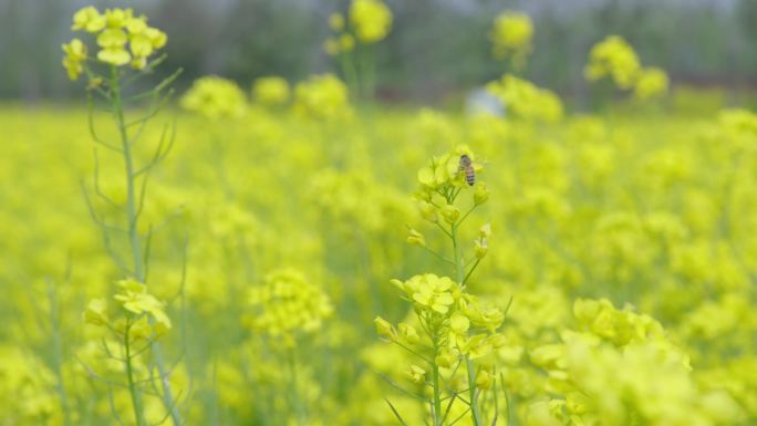 4K春天盛开的花朵油菜花桃花梨花