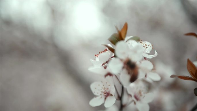 春天成排李子花桃花