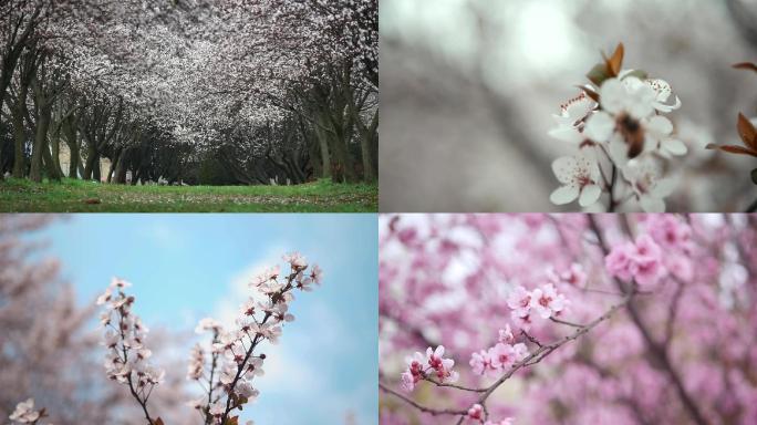 春天成排李子花桃花