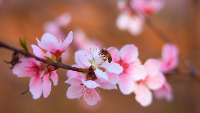 桃花林蜜蜂