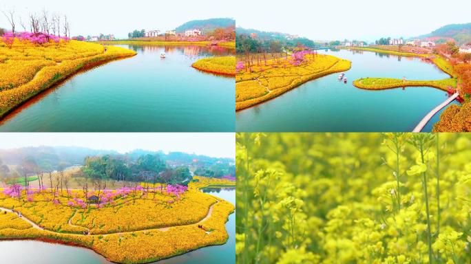 航拍油菜花加地面拍摄