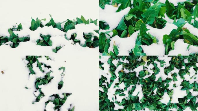 雪地里正在成长的菠菜lut