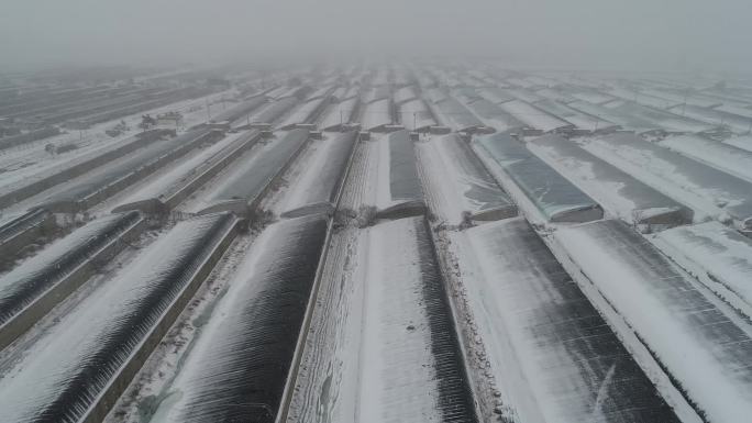 扶贫产业大棚冰天雪地