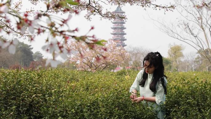 采茶平山森林公园雨花茶落花缤纷