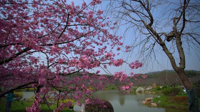 东湖樱园樱花盛开4K实拍素材