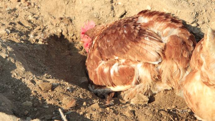 在沙地中沙浴的母鸡