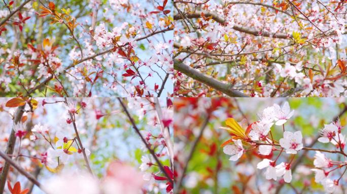 春暖花开、鸟语花香