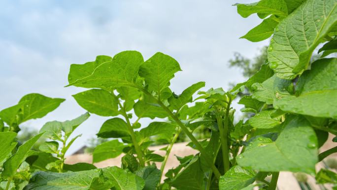 土豆种植延时