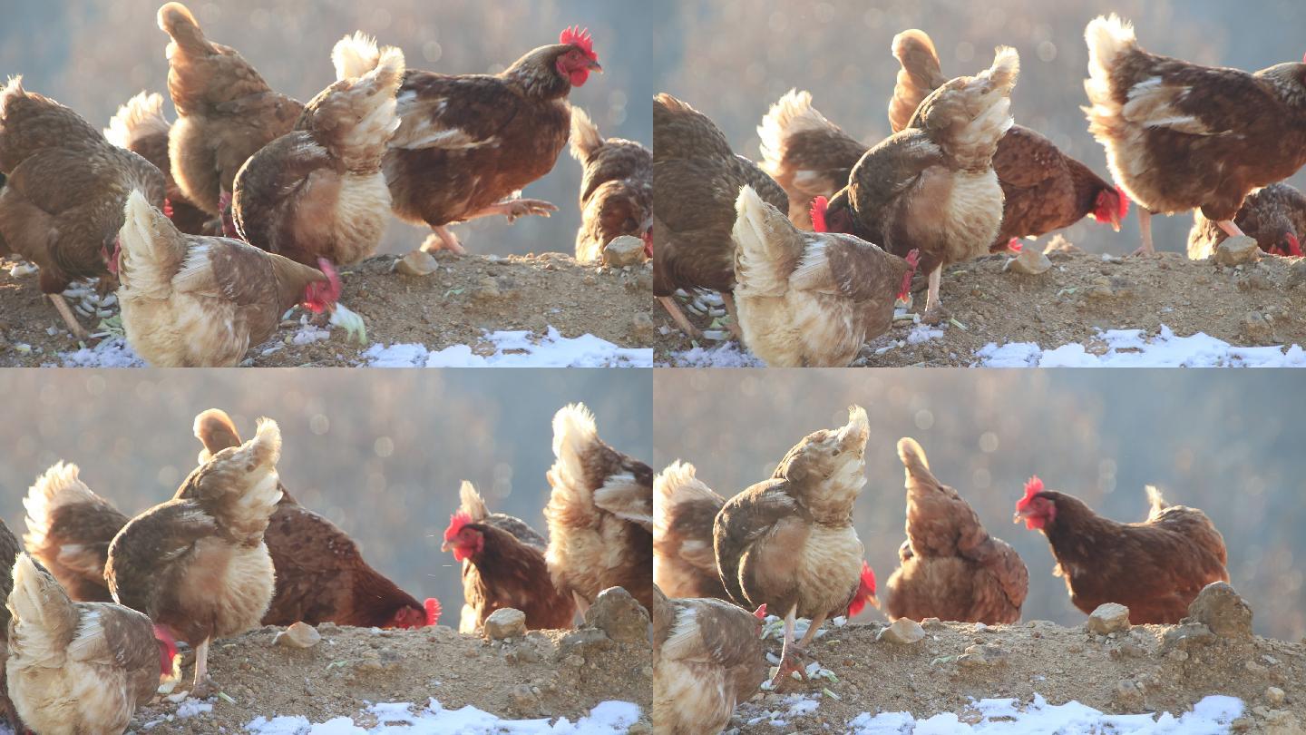 在雪后的土堆上觅食的母鸡