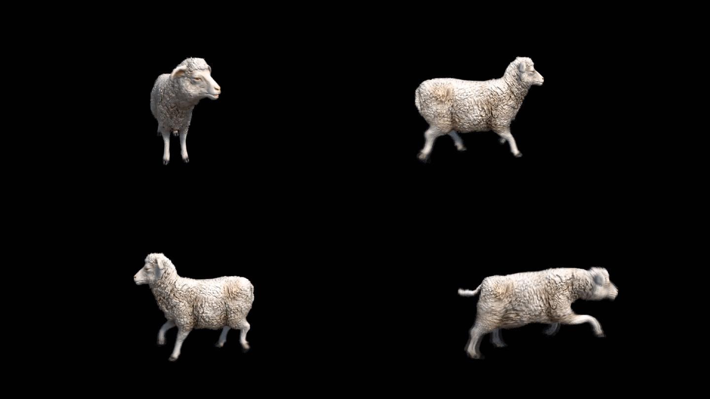 绵羊动画