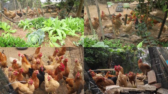 静谧农村-菜园旁农家圈养鸡