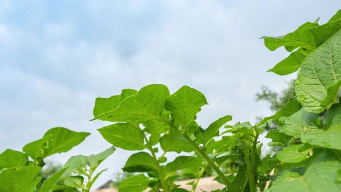 土豆种植延时