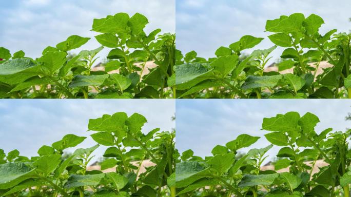 土豆种植延时