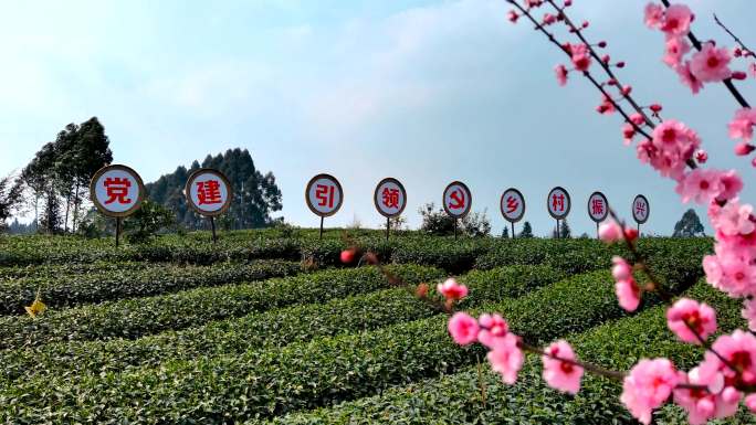 新农村茶园示范引领乡村振兴小康美丽乡村