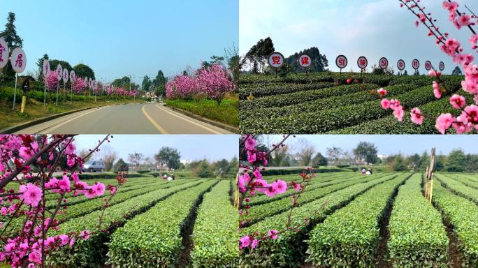 新农村茶园示范引领乡村振兴小康美丽乡村