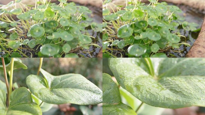 露水露珠铜钱草绿植植物绿色