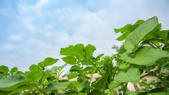 土豆种植延时