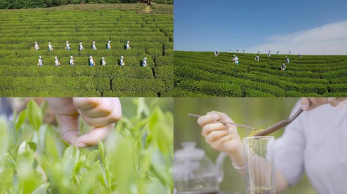 茶农穿着采茶服在茶园里采茶