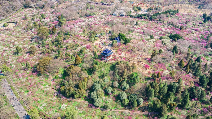 南京中山陵梅花山