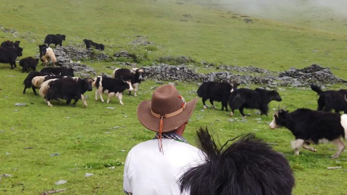 藏族牦牛