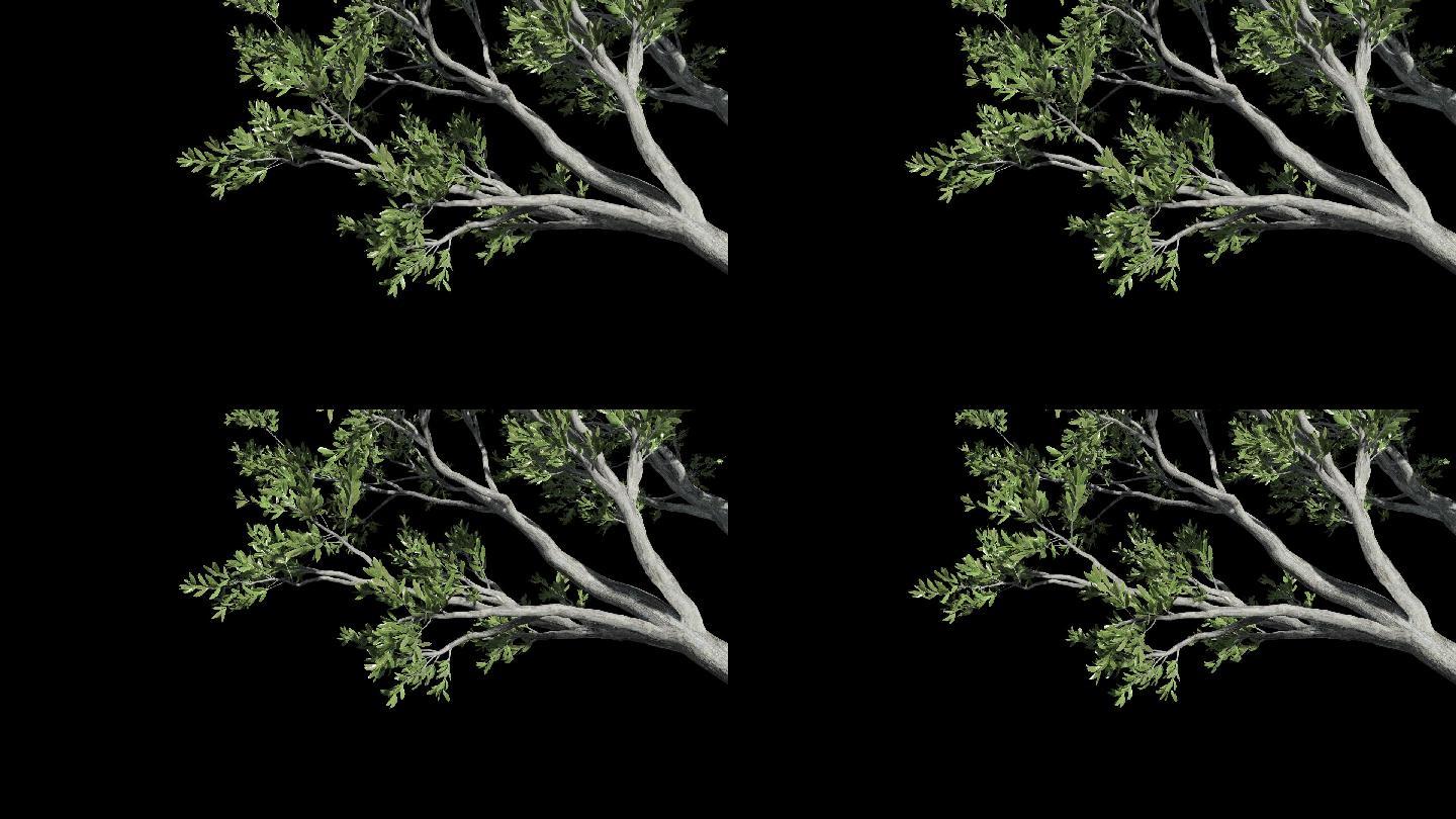 橄榄树枝动画2.27