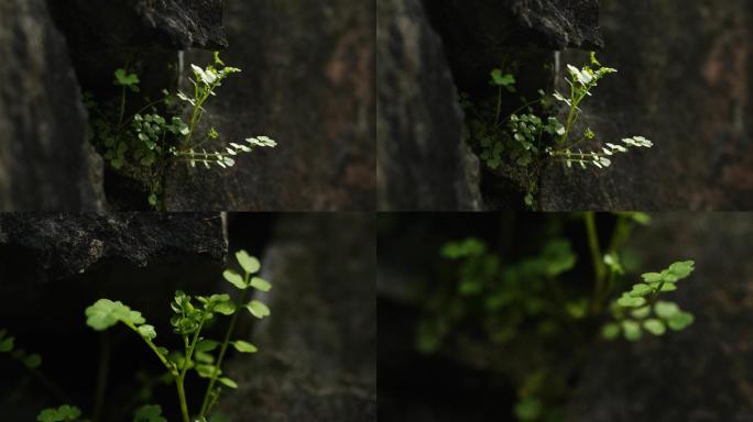 夹缝里的小草