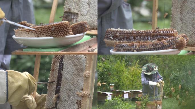 工人割蜂巢蜜摆盘蜜蜂