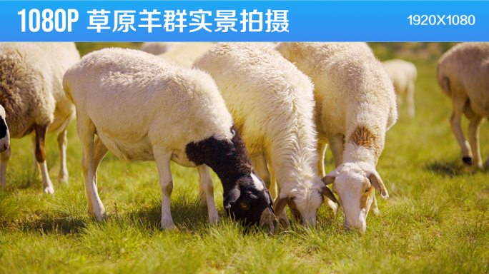 1080P草原羊群实景拍摄