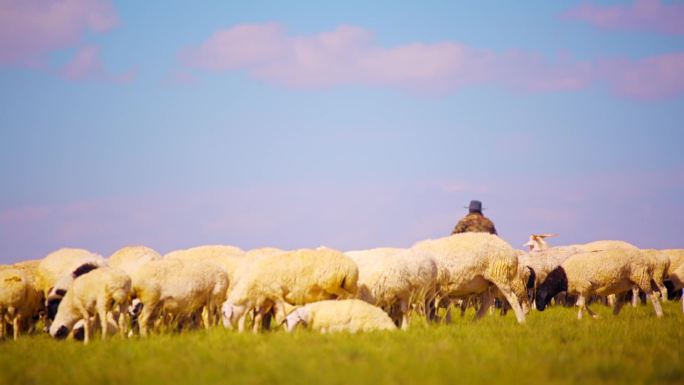 1080P草原羊群实景拍摄