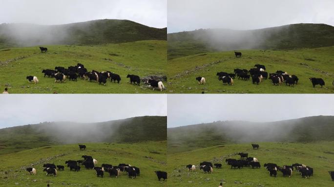 藏族牦牛