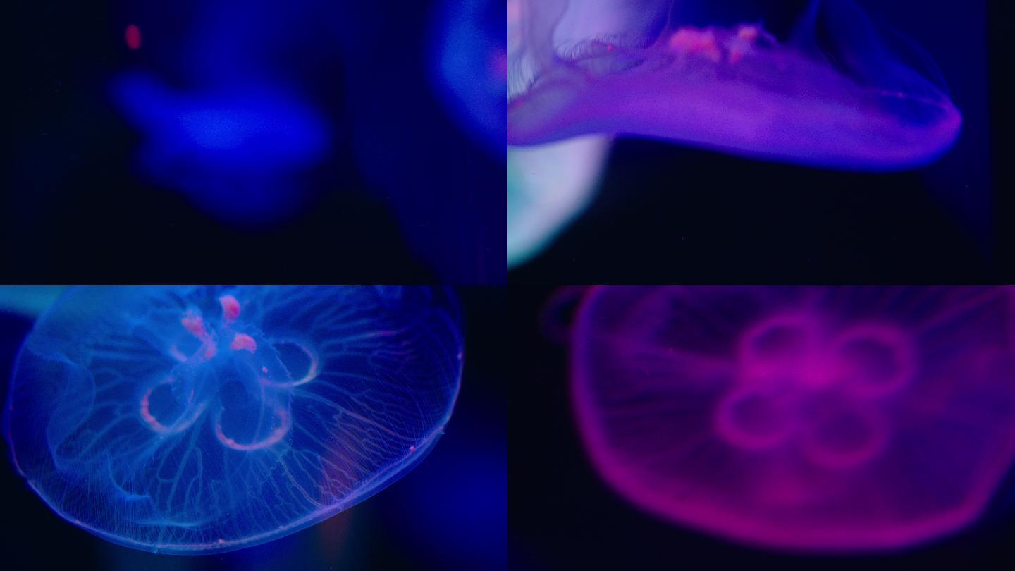 4K实拍色彩水母