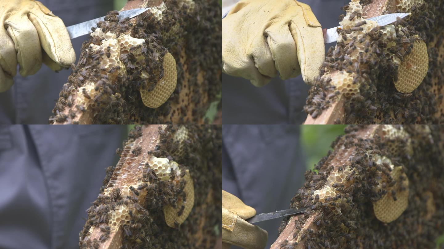 人工刀子割蜂巢蜜蜜蜂蜂蜜