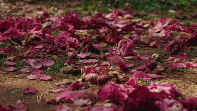 【4K】落红满地，无可奈何花落去