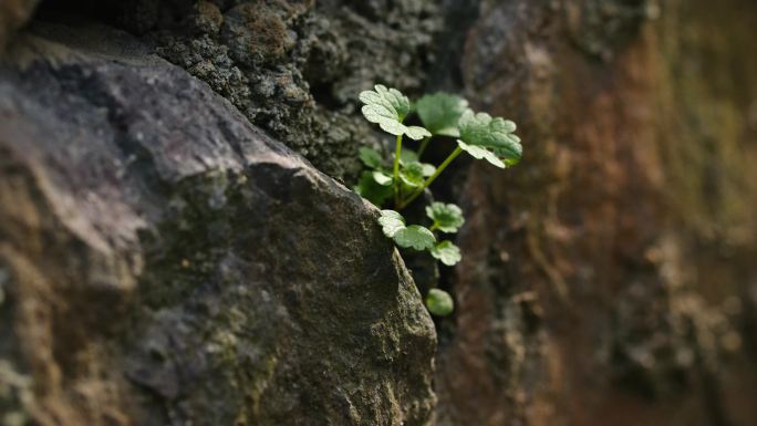 夹缝里的小草