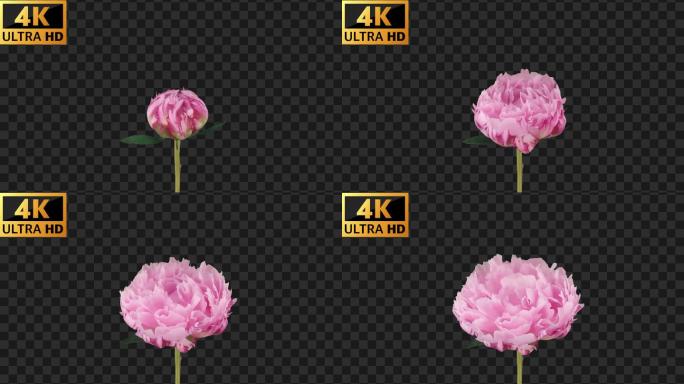4K-粉色芍药开花-延时实拍
