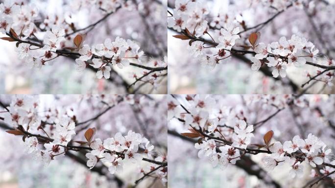 春暖花开，芳香弥漫