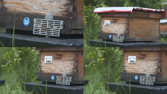 中景蜂箱进出飞蜜蜂
