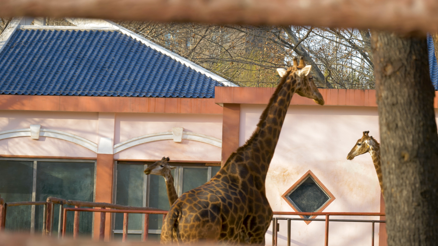 4K实拍动物园长颈鹿