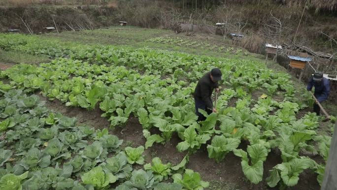 农村农民老农菜园锄头蔬菜田园