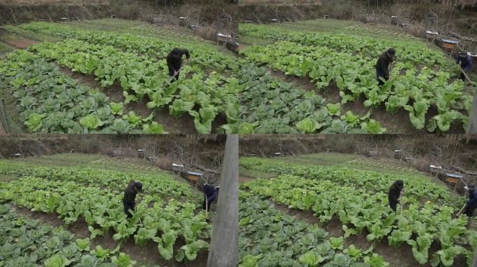 农村农民老农菜园锄头蔬菜田园